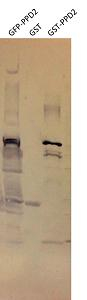 PPD2/Protein PEAPOD 2 Antibody in Western Blot (WB)