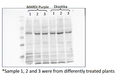 Cp2/Cysteine protease Antibody in Western Blot (WB)