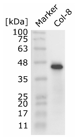 SAM1-4/S-adenosylmethionine synthase Antibody in Western Blot (WB)