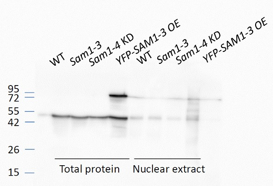 SAM1-4/S-adenosylmethionine synthase Antibody in Western Blot (WB)