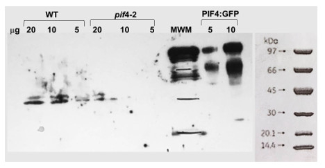 PIF4/Phytochrome interacting factor 4 Antibody in Western Blot (WB)