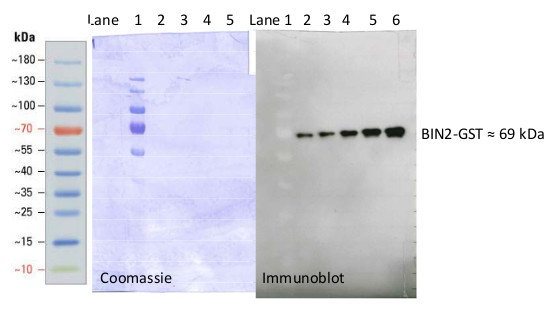 BIN2/Brassinosteroid insensitive 2 Antibody in Western Blot (WB)