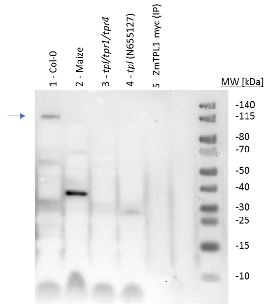 TPL/Transcription factor TOPLESS Antibody in Western Blot (WB)