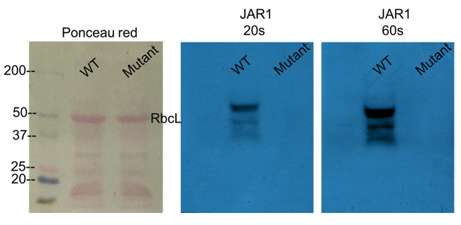JAR1/Jasmonic acid-amido synthetase JAR1 Antibody in Western Blot (WB)