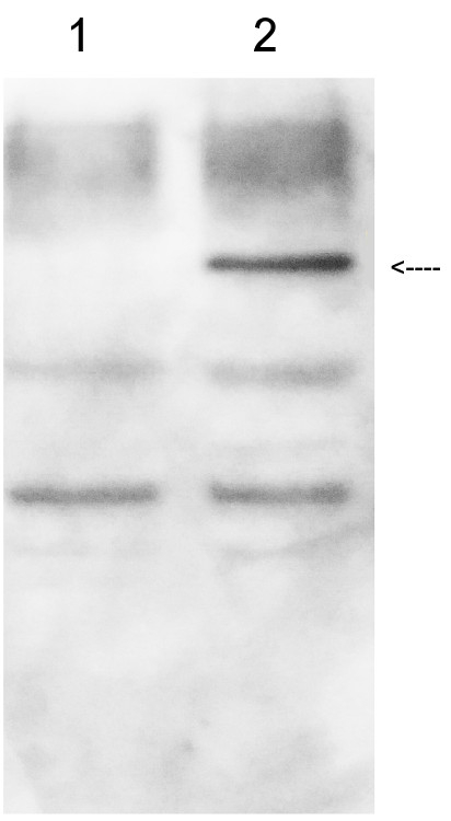 GUS/Beta-glucuronidase Antibody in Western Blot (WB)