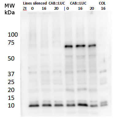 LUC/Luciferase Antibody in Western Blot (WB)