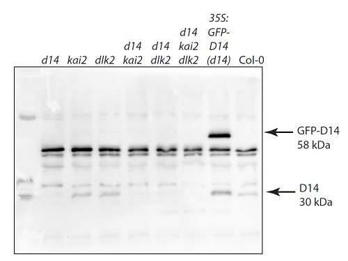 D14/Strigolactone esterase D14 Antibody in Western Blot (WB)