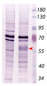 RING1/E3 ubiquitin-protein ligase RING1 Antibody in Western Blot (WB)