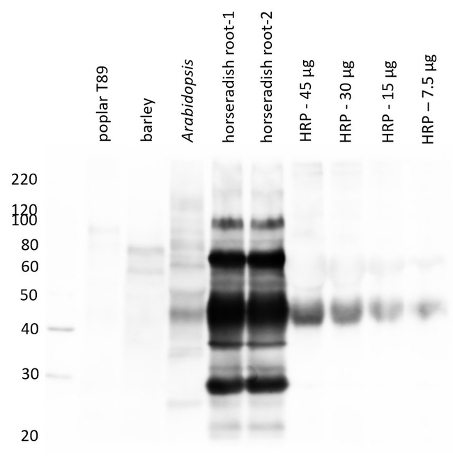 HRP/Horseradish peroxidase Antibody in Western Blot (WB)