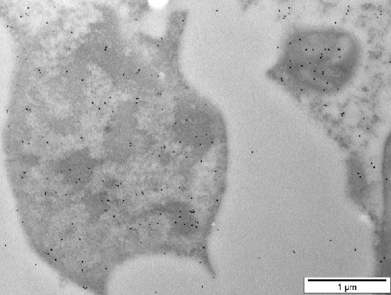 WHIRLY2 Antibody in Immunohistochemistry (PFA fixed) (IHC (PFA))