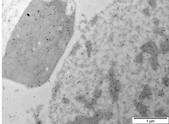 WHIRLY1 Antibody in Immunohistochemistry (PFA fixed) (IHC (PFA))