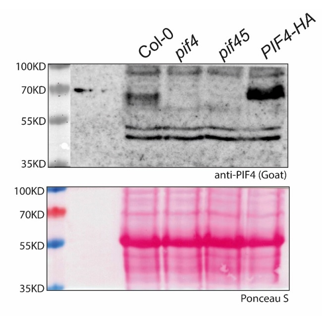 PIF4/Phytochrome interacting factor 4 Antibody in Western Blot (WB)