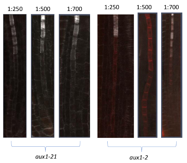 AUX1/Auxin transporter protein 1 Antibody in Immunohistochemistry (IHC)