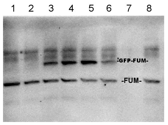 FUM1+FUM2/Fumarase 1+2 (mitochondrial/cytosolic) Antibody in Western Blot (WB)
