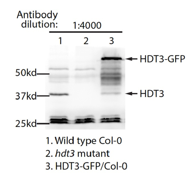 HDT3/Histone deacetylase HDT3 Antibody in Western Blot (WB)