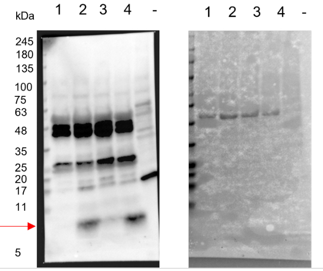 PDF1/Plant defensin 1.1 Antibody in Western Blot (WB)