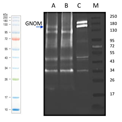 GN/Gnom Antibody in Western Blot (WB)
