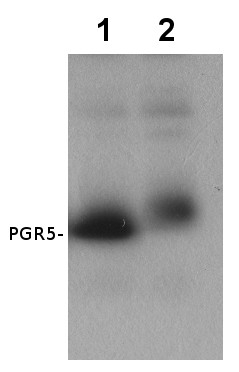 PGR5/Proton gradient regulation 5 Antibody in Western Blot (WB)