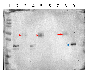 LFY/Leafy Antibody in Western Blot (WB)