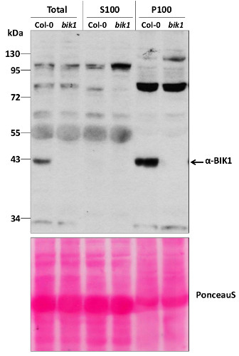 BIK1/Botrytis-induced kinase 1 Antibody in Western Blot (WB)