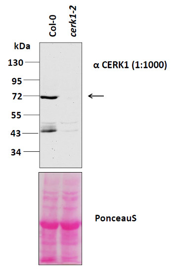 CERK1/Chitin elicitor receptor kinase 1 Antibody in Western Blot (WB)