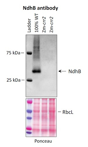 NdhB/NAD(P)H-quinone oxidoreductase subunit 2 (chloroplastic) Antibody in Western Blot (WB)