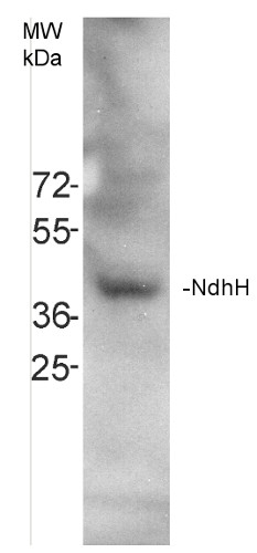 NdhH/NAD(P)H-quinone oxidoreductase subunit H (chloroplastic) Antibody in Western Blot (WB)