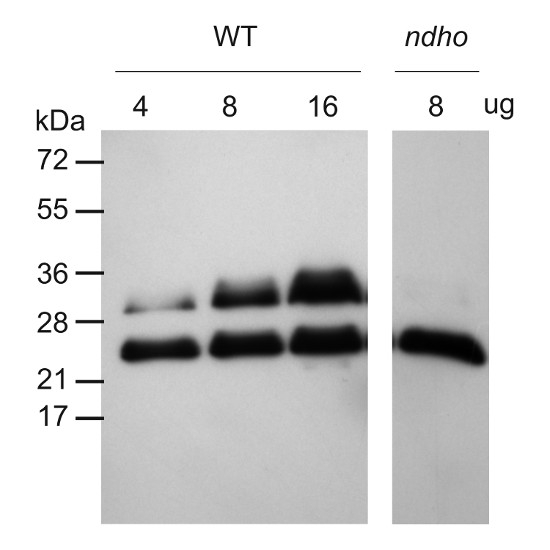 NdhS/NAD(P)H-quinone oxidoreductase subunit S (chloroplastic) Antibody in Western Blot (WB)