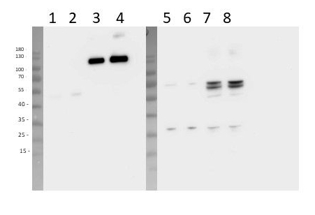 UVR3/Protein UV repair defective 3 Antibody in Western Blot (WB)