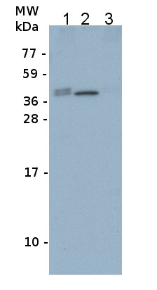 FBA/Fructose-bisphosphate aldolase 1 (chloroplastic) Antibody in Western Blot (WB)