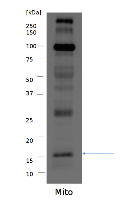 RPS14/Ribosomal protein S14 (mitochondrial) Antibody in Western Blot (WB)