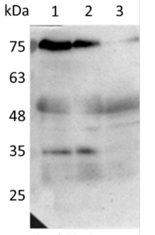 LUX/Transcription factor LUX Antibody in Western Blot (WB)