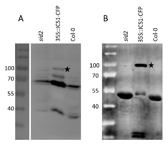 ICS1/Isochorismate synthase 1, chloroplastic Antibody in Western Blot (WB)