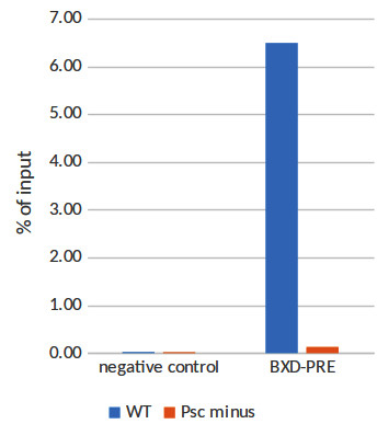 Psc/Polycomb group protein Psc Antibody in ChIP Assay (ChIP)