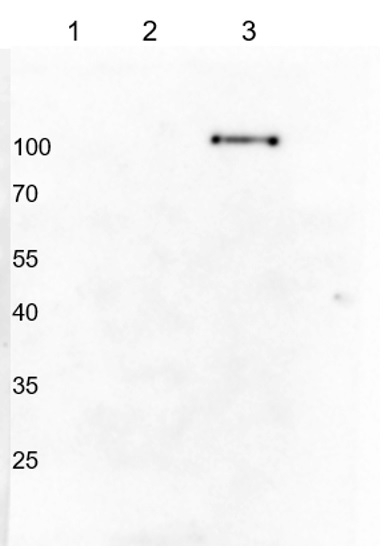 PHR1/Phosphate starvation response 1 (monocots) Antibody in Western Blot (WB)