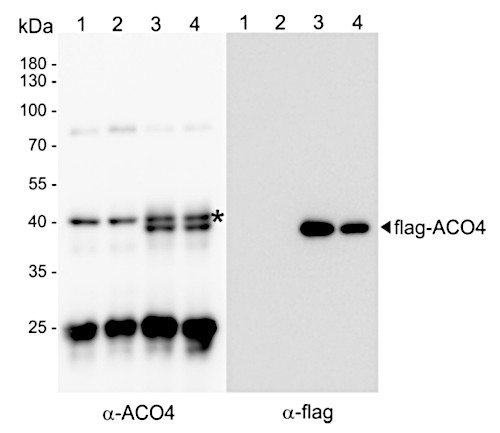 ACO4/1-aminocyclopropane-1-carboxylate oxidase 4 Antibody in Western Blot (WB)
