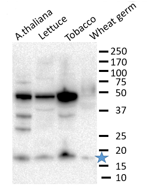 eIF1/Eukaryotic initiation factor eIF1 Antibody in Western Blot (WB)