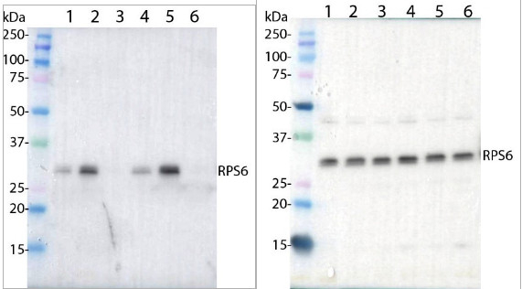 Phospho-RPS6A (Ser237) Antibody in Western Blot (WB)
