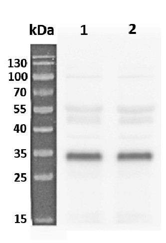 RPS6A/40S ribosomal protein S6-1 Antibody in Western Blot (WB)