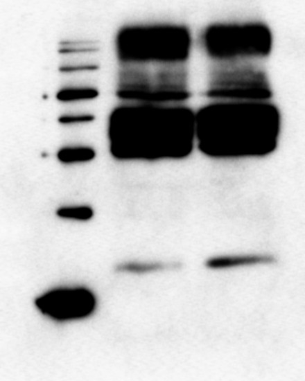 LHCR4/Protein fucoxanthin chlorophyll a/c protein Antibody in Western Blot (WB)