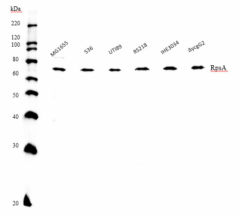 RPSA/30S ribosomal protein S1 Antibody in Western Blot (WB)