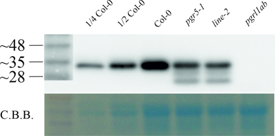PGRL1/PGR5-like protein 1A (chloroplastic) Antibody in Western Blot (WB)