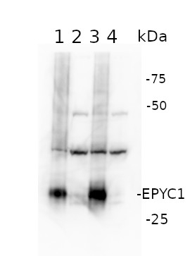 EPYC1/Essential Pyrenoid Component 1 Antibody in Western Blot (WB)
