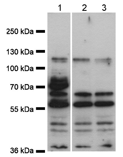 CPK1/Calcium-dependent protein kinase 1 Antibody in Western Blot (WB)