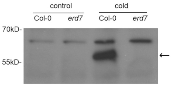 ERD7/Early Response to Dehydration 7 Antibody in Western Blot (WB)