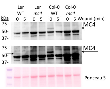MC4/Metacaspase-4 Antibody in Western Blot (WB)