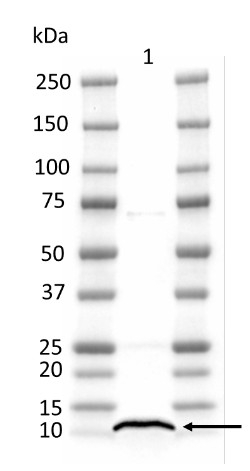 PsaG/PSI-G subunit of photosystem I Antibody in Western Blot (WB)