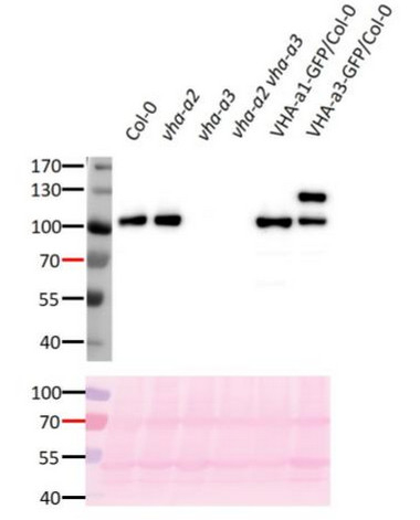 V-ATPase, a3/vacuolar H-ATPase subunit a isoform 3 Antibody in Western Blot (WB)