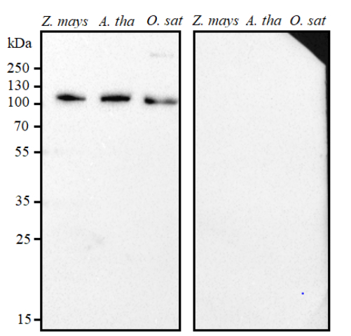 GLDP/Glycine decarboxylase P protein Antibody in Western Blot (WB)