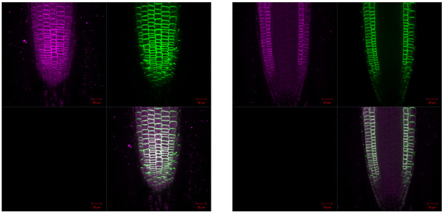 PIN2/Auxin efflux carrier component 2 Antibody in Immunohistochemistry (IHC)
